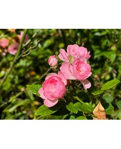 Bodembedekkende roos | Rosa 'The Fairy'