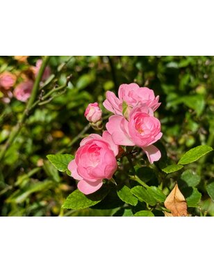 Bodembedekkende roos | Rosa 'The Fairy'