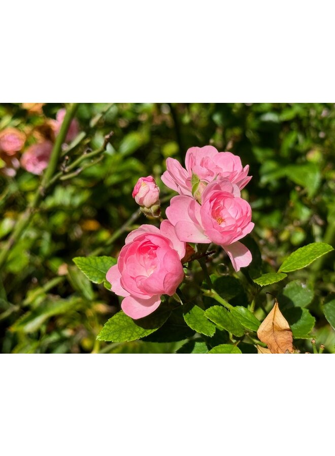 Bodembedekkende roos | Rosa 'The Fairy'