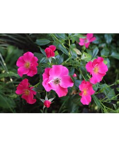 Bodembedekkende roos | Rosa 'Stadt Rom'