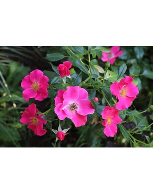 Bodembedekkende roos | Rosa 'Stadt Rom'