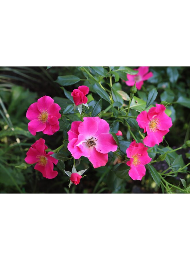 Bodembedekkende roos | Rosa 'Stadt Rom'