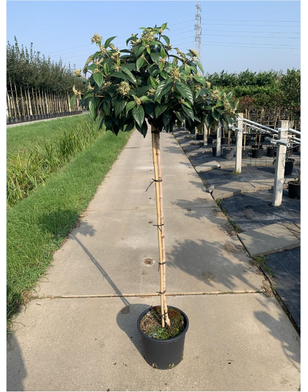 Sneeuwbal op stam |  Viburnum Eskimo