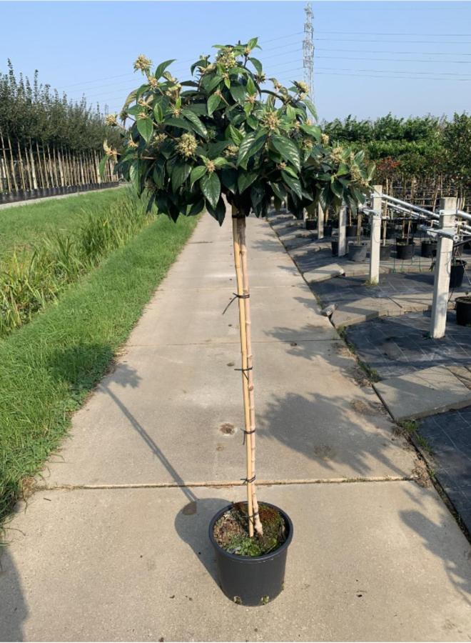 Sneeuwbal op stam | Viburnum Eskimo