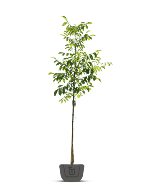 Pecanboom – Carya illinoinensis 'Pawnee'