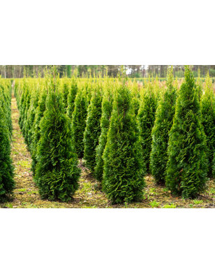 Thuja Occidentalis Smaragd | Wintergroene conifeer