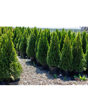 Thuja Occidentalis Smaragd | Wintergroene conifeer