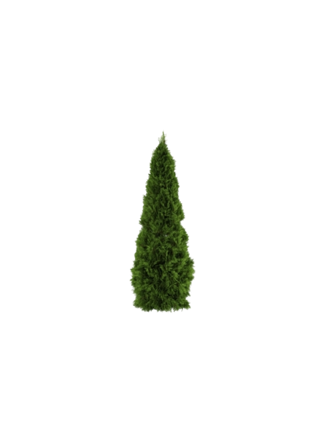 Thuja plicata Martin - conifeer