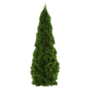 Thuja plicata Martin - conifeer