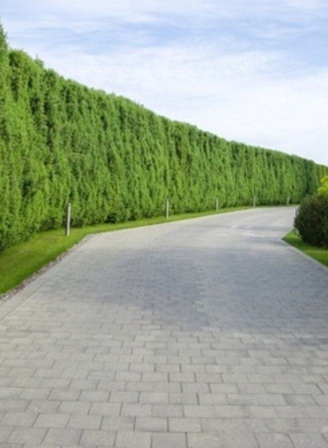 Thuja plicata Martin - conifeer