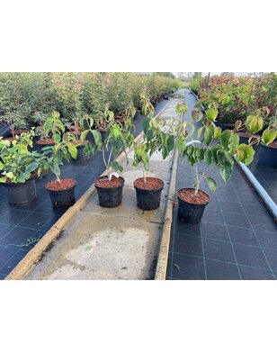 Japanse kornoelje | Cornus kousa Milky Way