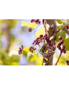 Schijnaugurk - Akebia Trifoliata