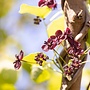 Schijnaugurk - Akebia Trifoliata