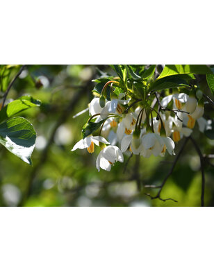 Styrax japonicus | Japanse storaxboom