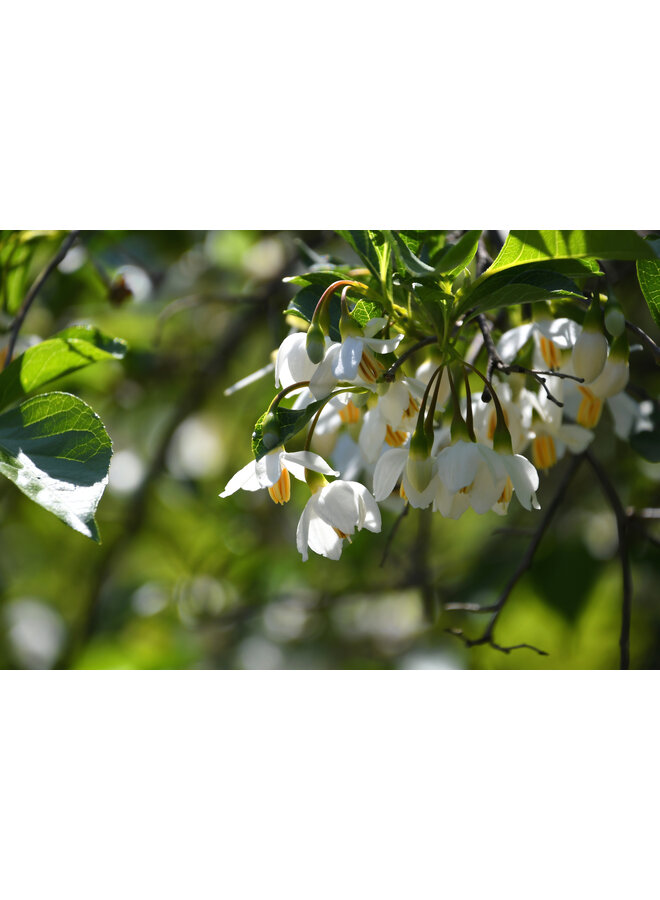 Styrax japonicus | Japanse storaxboom