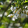 Styrax japonicus | Japanse storaxboom