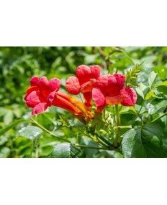 Trompetbloem - Campsis rad. 'Atropurpurea'