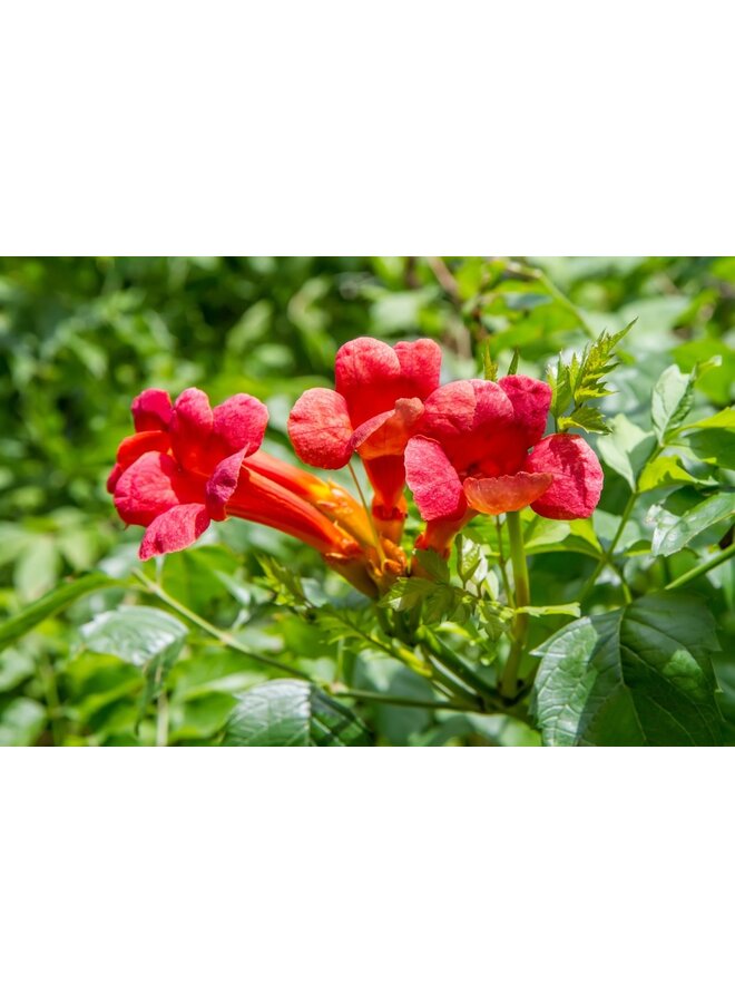 Trompetbloem - Campsis rad. 'Atropurpurea'