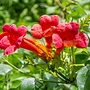 Trompetbloem - Campsis rad. 'Atropurpurea'