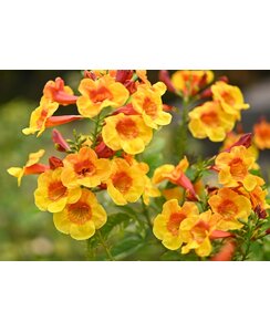 Trompetbloem - Campsis rad. 'Judy'