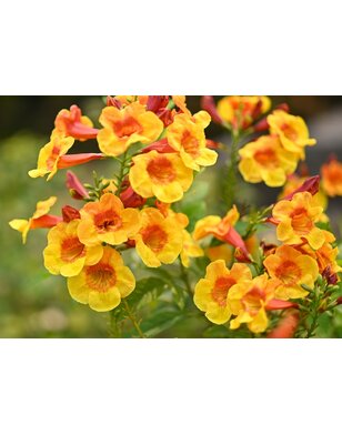 Trompetbloem - Campsis rad. 'Judy'