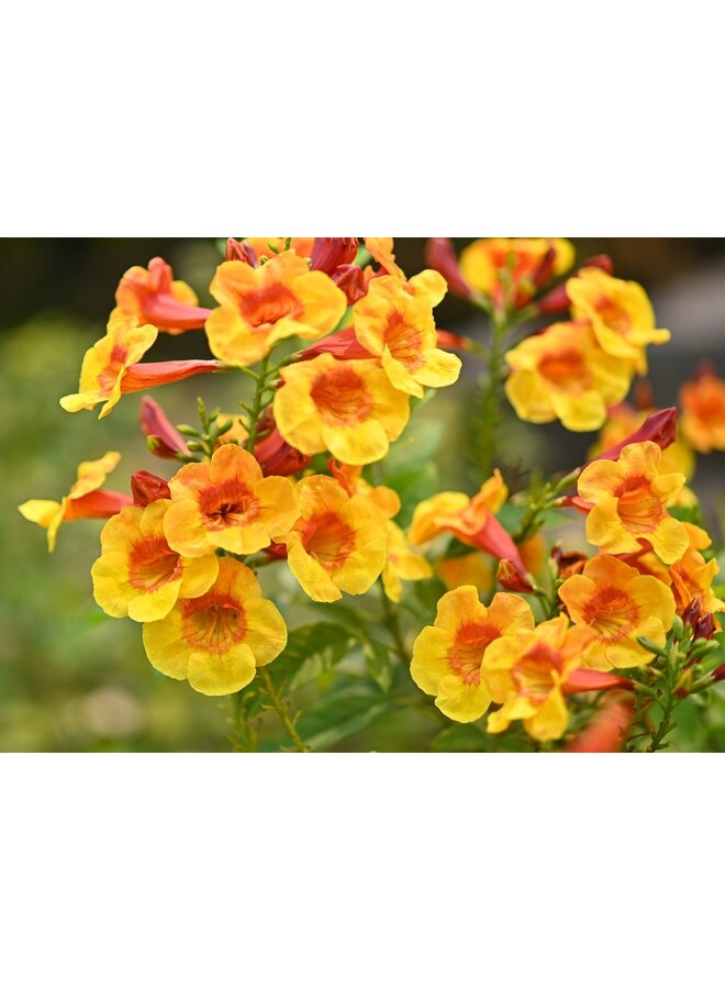 Trompetbloem - Campsis rad. 'Judy'