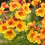 Trompetbloem - Campsis rad. 'Judy'