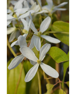 Groenblijvende bosrank - Clematis ‘Snowdrift'