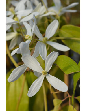 Groenblijvende bosrank - Clematis ‘Snowdrift’