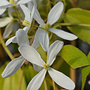 Groenblijvende bosrank - Clematis ‘Snowdrift’