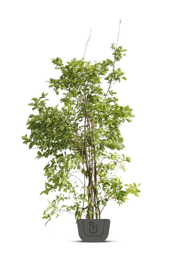 Japanse Zelkova | Zelkova serrata meerstammig