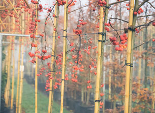 Tuintips in September