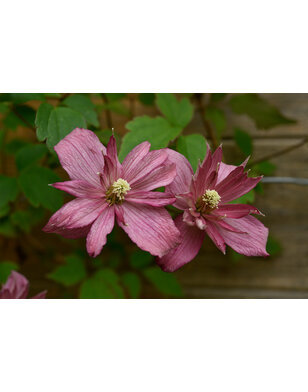 Bosrank - Clematis 'Broughton Star'