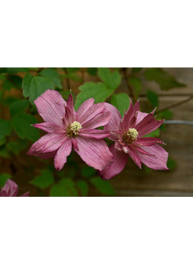 Bosrank - Clematis 'Broughton Star'