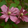 Bosrank - Clematis 'Broughton Star'