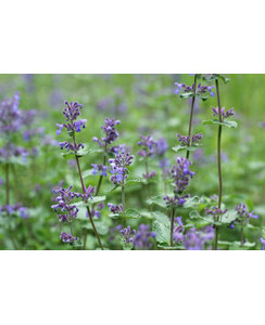 Kattenkruid | Nepeta faas. Walkers Low