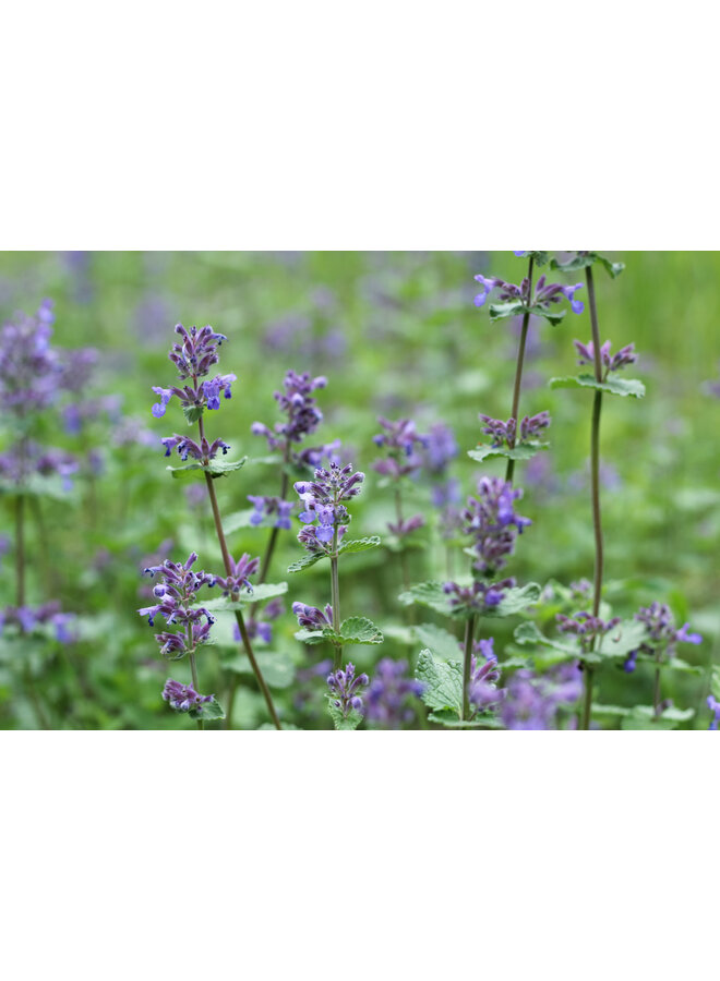 Kattenkruid | Nepeta faas. Walkers Low