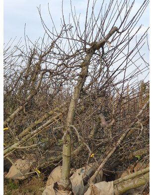 Oude Appelboom | Malus domestica Jonagold