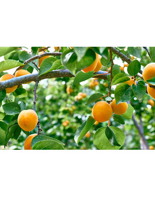 Abrikoos | Prunus armeniaca Early Orange