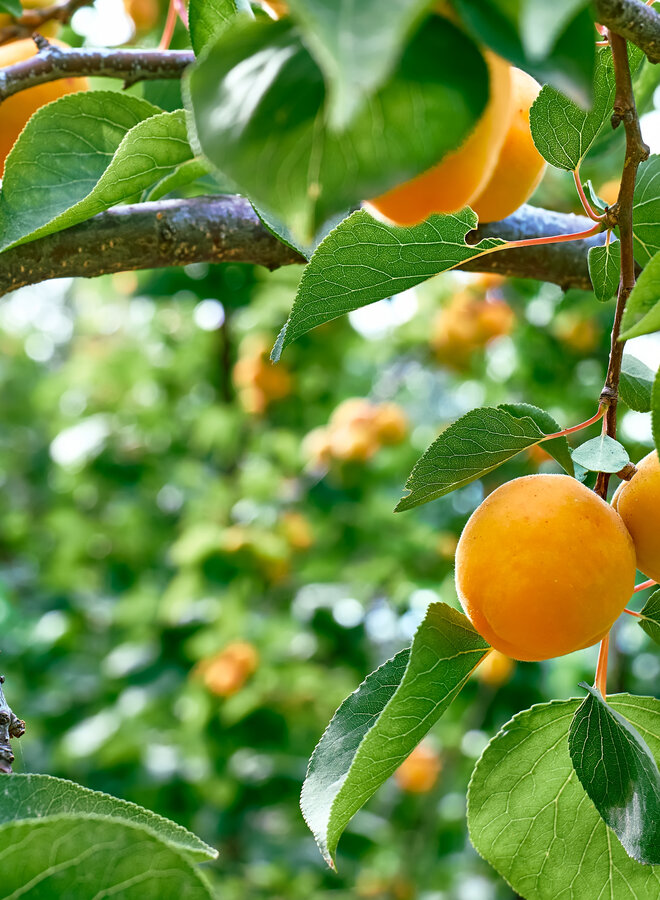 Abrikoos | Prunus armeniaca Early Orange