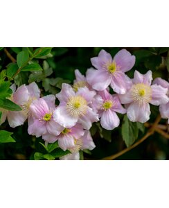Bosrank - Clematis 'Fragrant Spring'