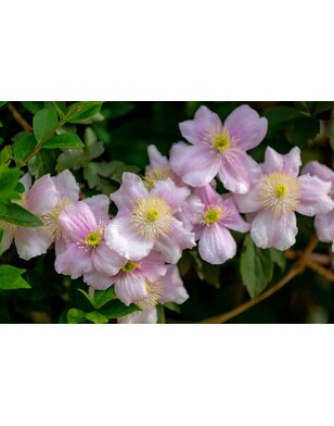 Bosrank - Clematis 'Fragrant Spring'