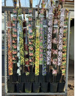 Bosrank - Clematis 'Marjorie'