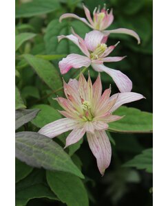 Bosrank - Clematis 'Marjorie'
