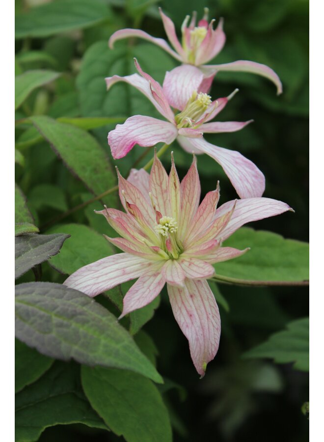 Bosrank - Clematis 'Marjorie'