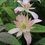 Bosrank - Clematis 'Marjorie'