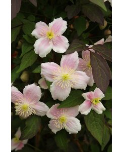 Bosrank - Clematis 'Mayleen'