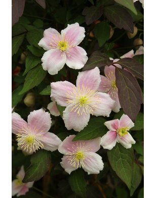 Bosrank - Clematis 'Mayleen'