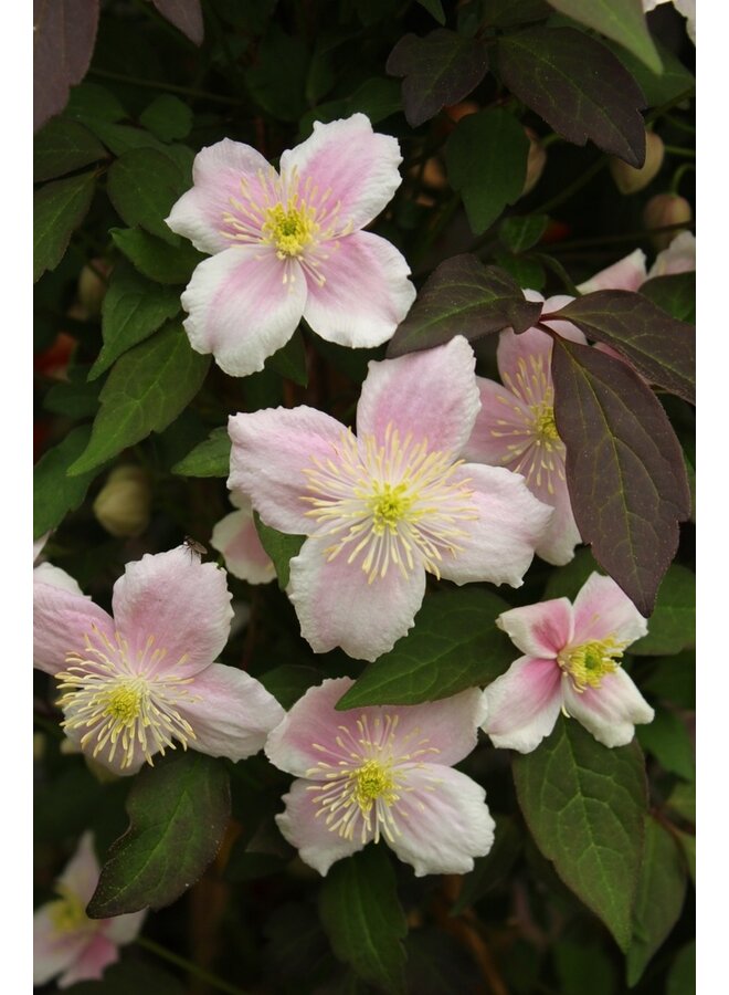 Bosrank - Clematis 'Mayleen'
