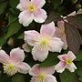 Bosrank - Clematis 'Mayleen'
